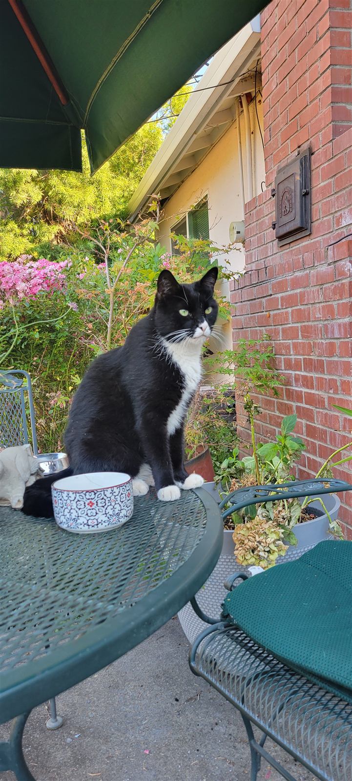 The tuxedo cat supervising from the patio table