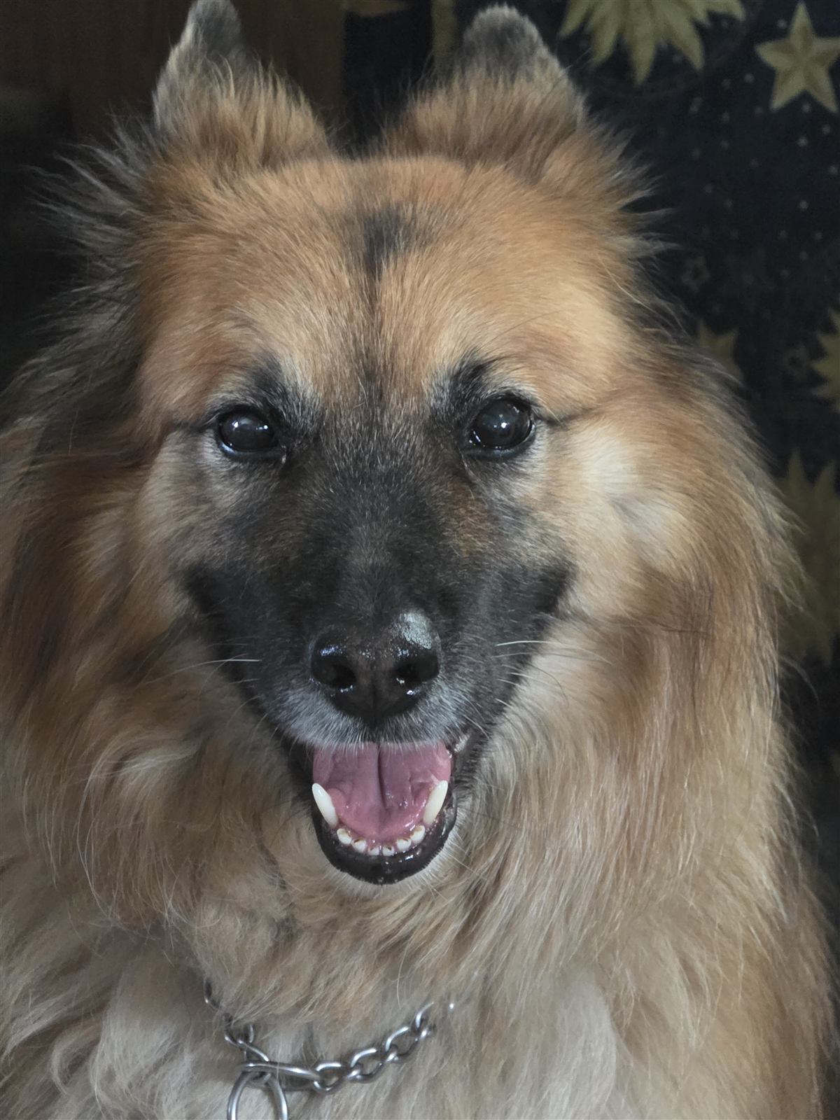 Biscuit the small fluffy dog smiling at the camera