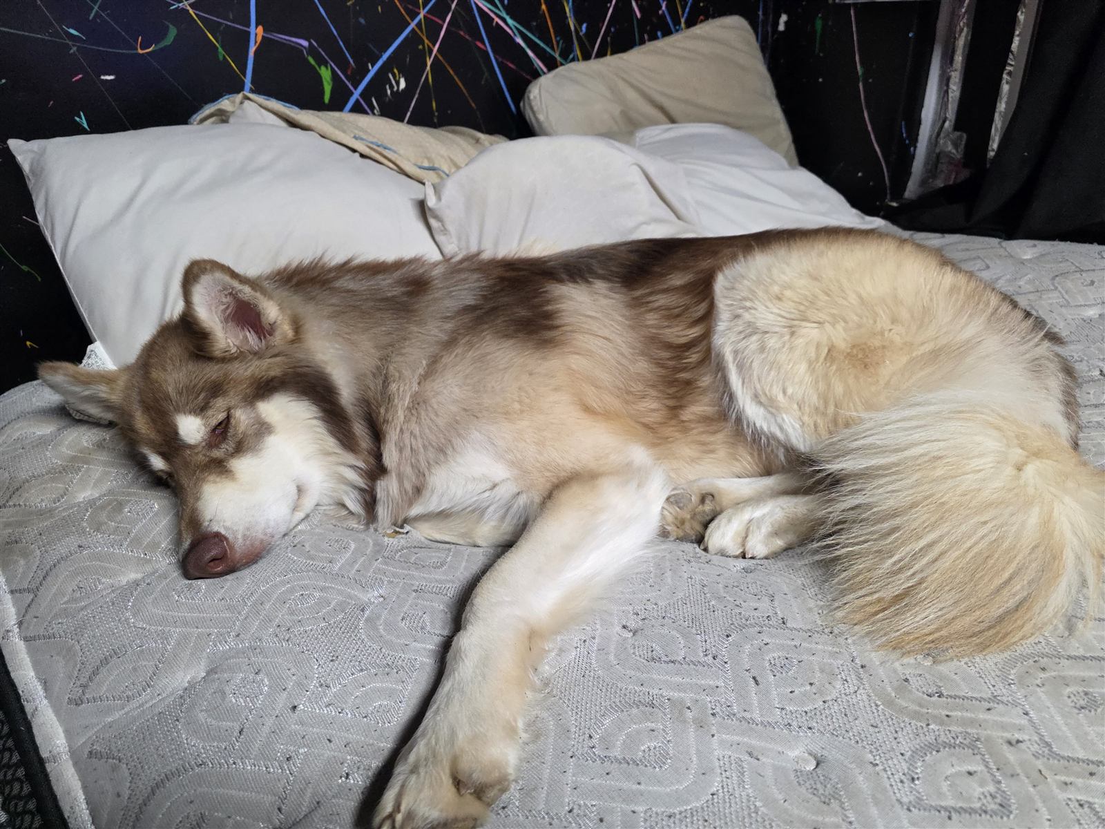 Moose asleep after a long day of product testing