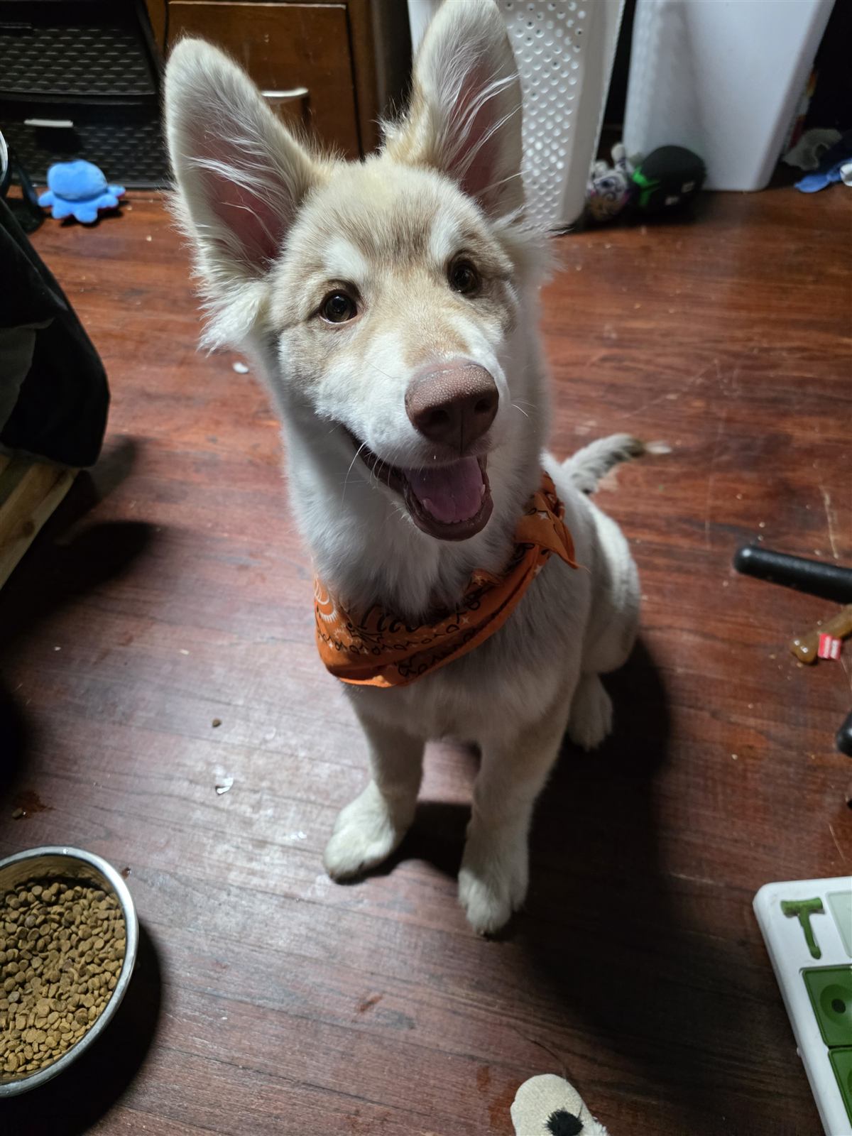 Moose the husky mix looking up at the camera wearing his orange test-day bandana