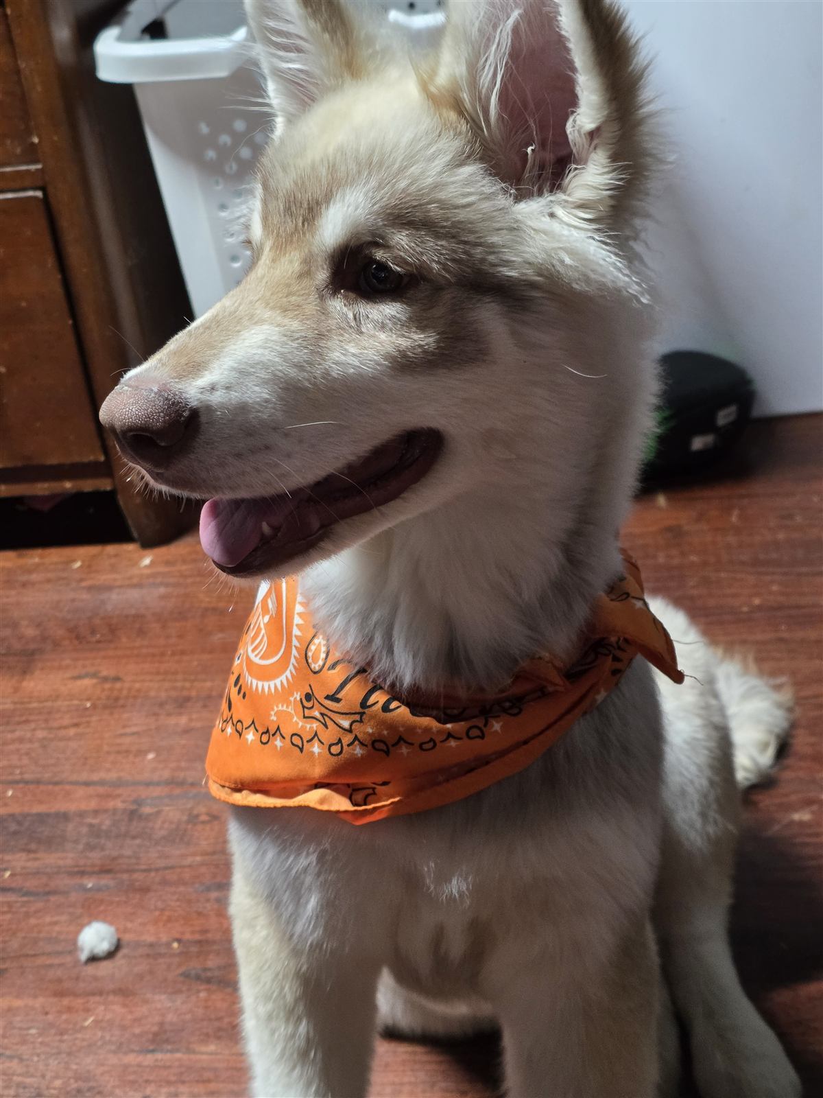 Tito the husky mix between test rounds in his orange bandana