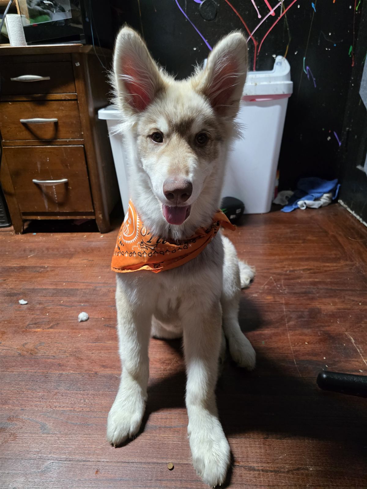 Moose the husky mix sitting in his orange test-day bandana