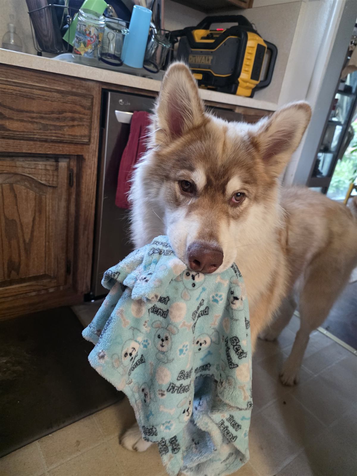 Moose proudly carrying his blanket