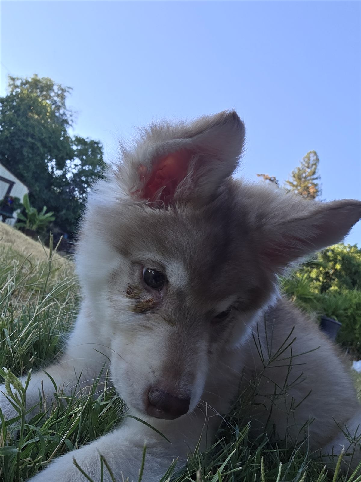 Moose as a tiny puppy in the grass