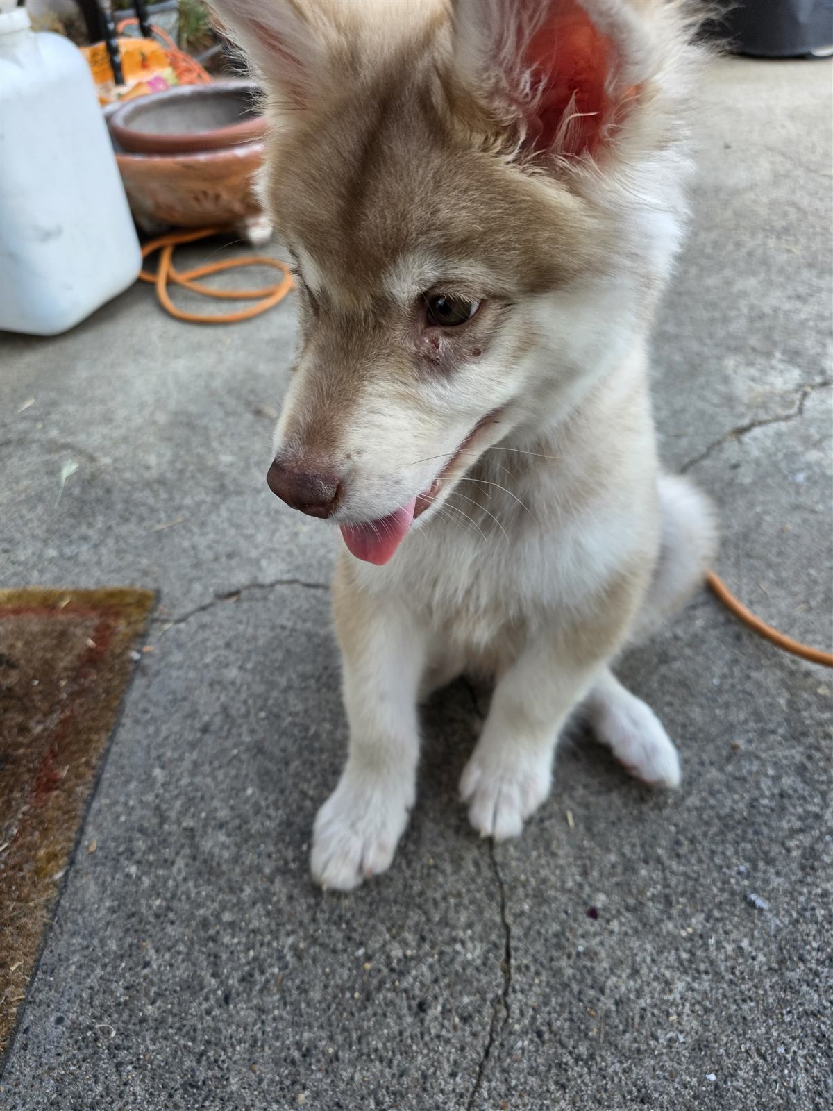 Moose as a puppy on the patio with his tongue out