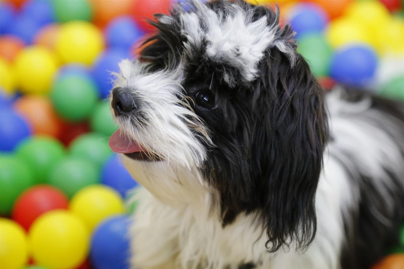 A small fluffy dog surrounded by colorful balls