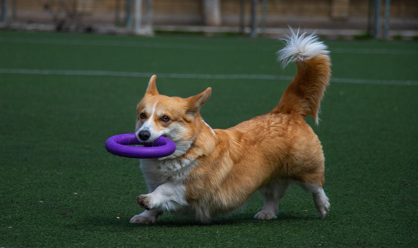A corgi trotting proudly with a purple ring toy
