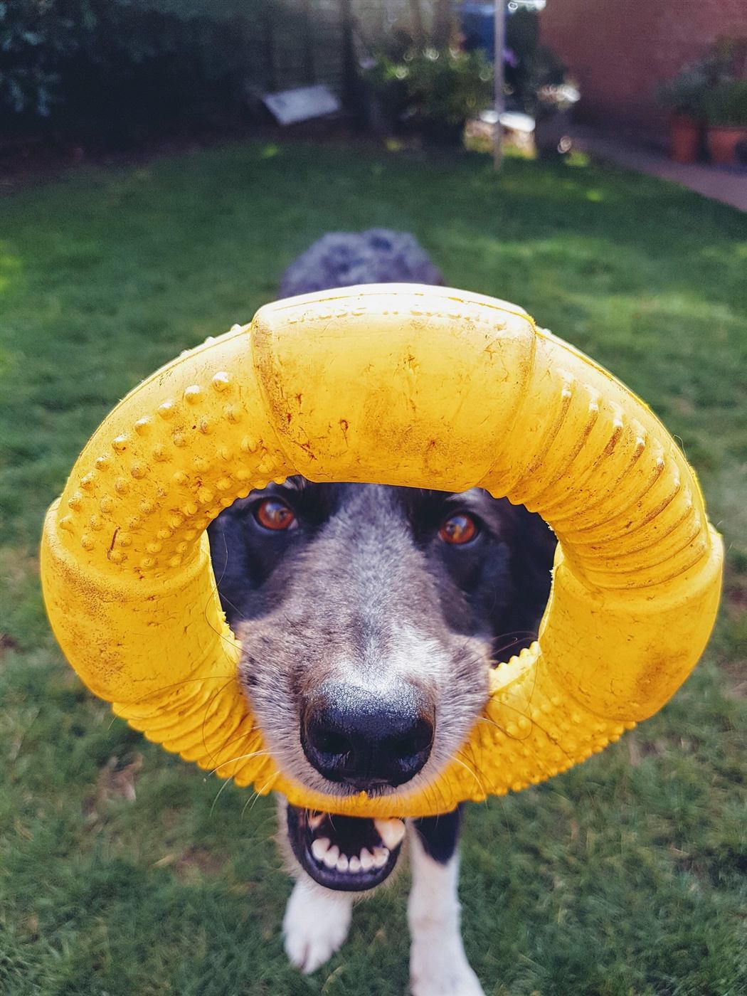 A dog looking through the middle of a yellow ring toy